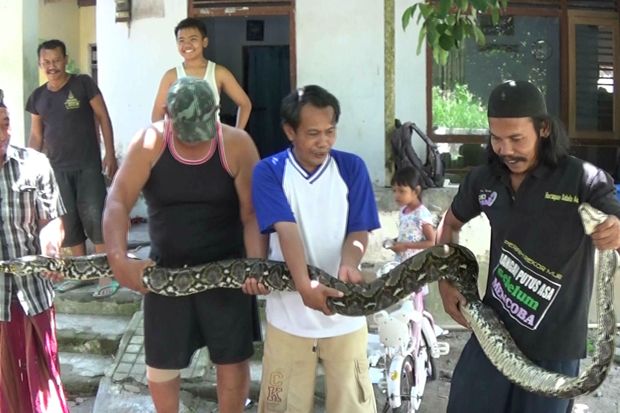 Piton 4 Meter yang Resahkan...