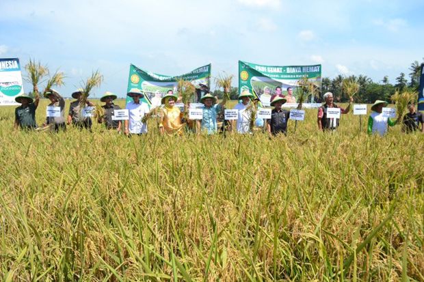 Panen Berkurang 70%,...