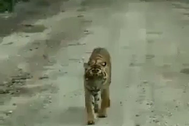 Lagi, Harimau Serang...