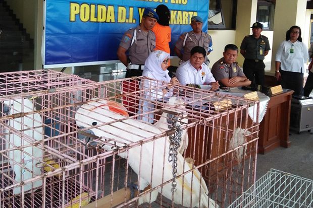 Perdagangkan Burung...