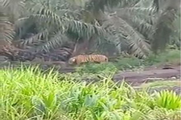 3 Harimau Sumatera Mengamuk,...