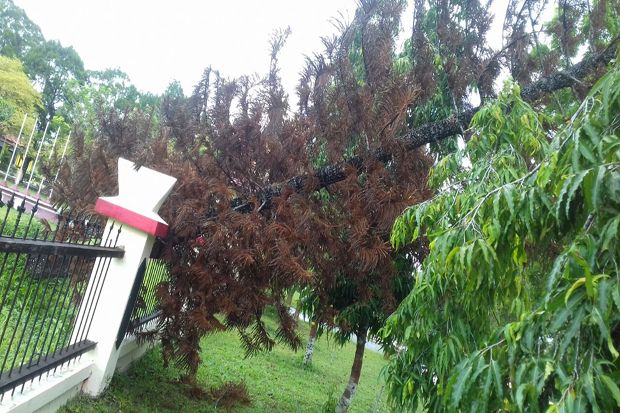 Ditimpa Pohon Besar,...