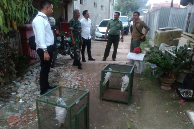 4 Ekor Kakaktua yang...