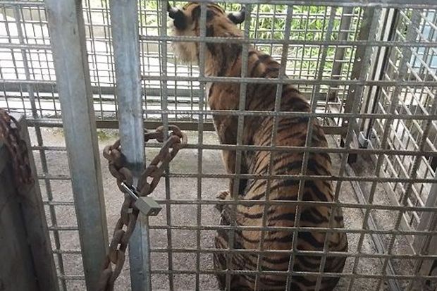 Harimau Bonita Memangsa...