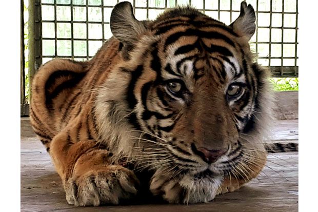 Kasihan, Harimau Bonita...