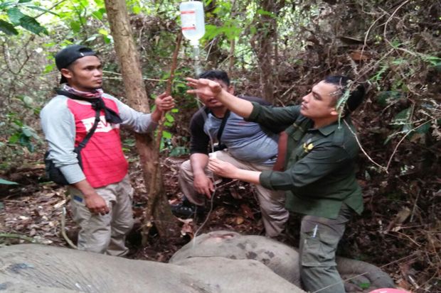 Seekor Gajah Sumatera...