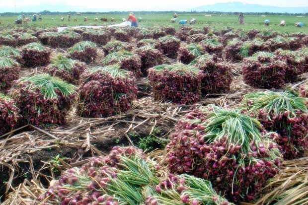 Industri Pasta dan Ekspor...