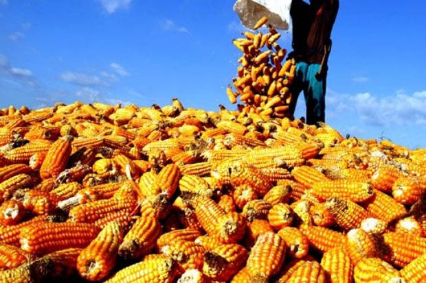 Benih Jagung Bisi Kuasai...