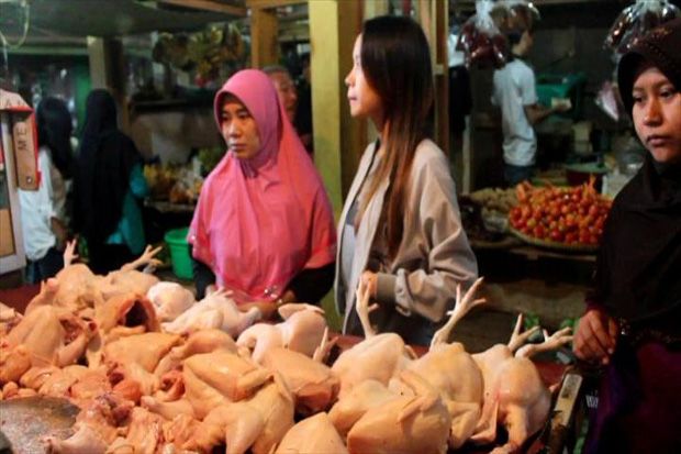 Harga Daging Ayam di...