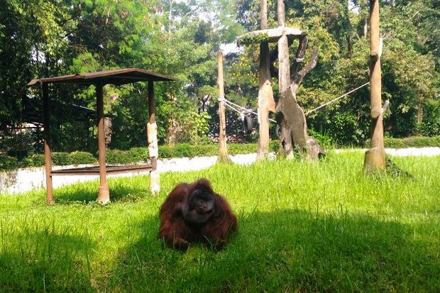 Pelempar Rokok ke Orangutan...