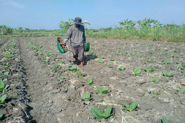 Petani Menggapai Kemakmuran...