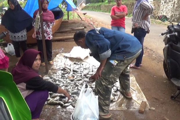 Puluhan Ton Ikan di...
