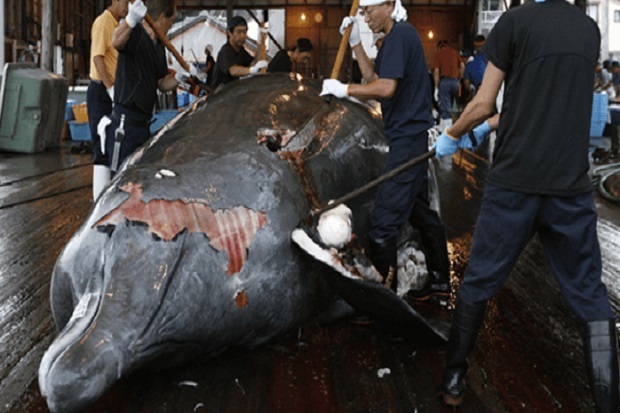 Jepang Bantai 333 Ikan...