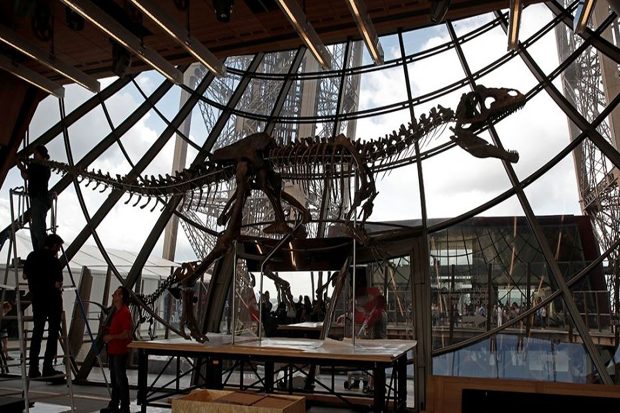 Fosil Dinosaurus Dibungkus...