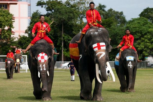 Gajah Thailand Jadi...