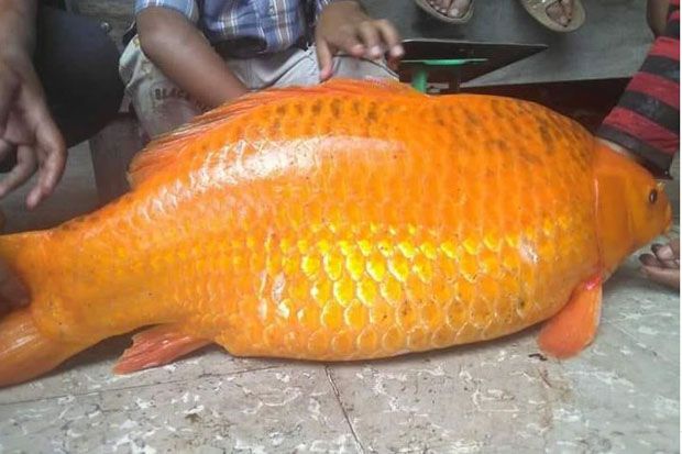 Misteri Ikan Mas Penunggu...