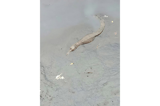Tiga Ekor Buaya Muara...