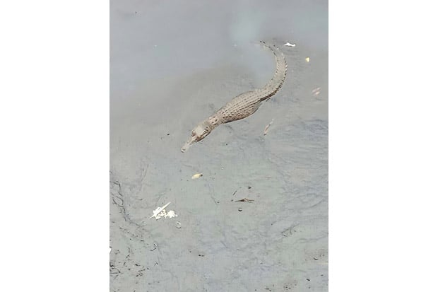 DPKP Duga 3 Buaya di...