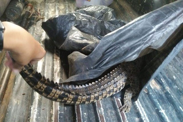 Buaya Satu Meter Ditemukan...