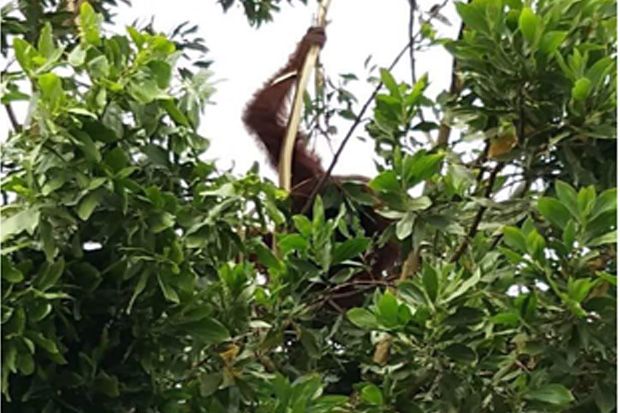 Habitat Terganggu, Orangutan...