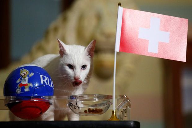 Swedia vs Swiss, Kucing...