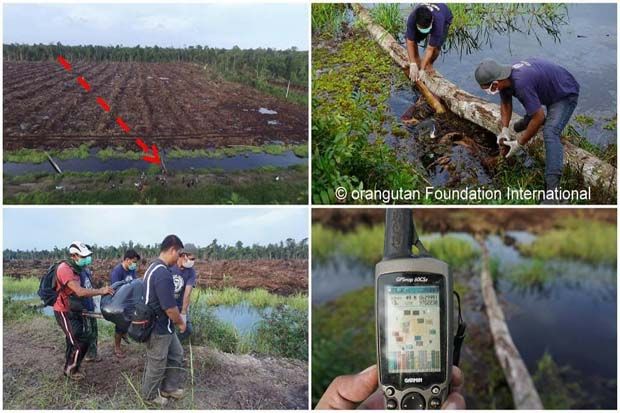 Bangkai Orangutan Tertembak...