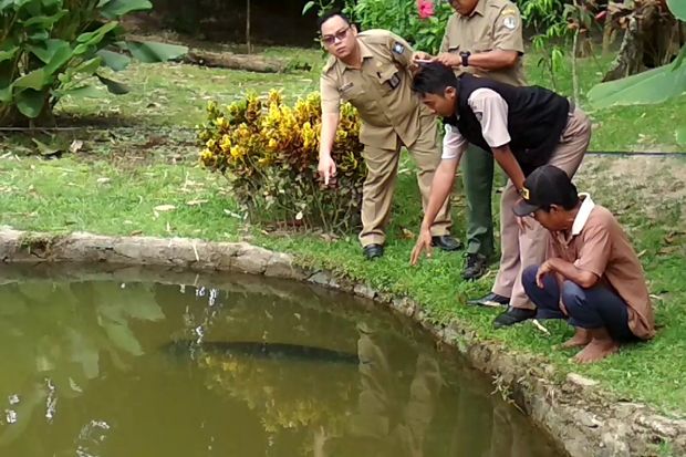4 Ikan Arapaima Ditemukan...