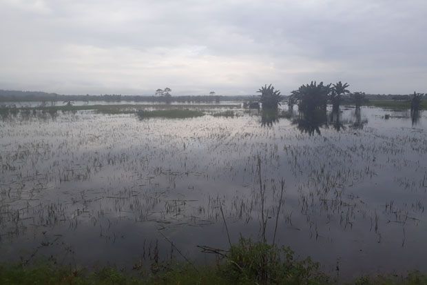 Sepekan Ratusan Hektare...