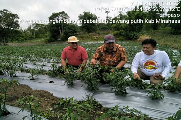 Minahasa Penyangga Cabai...