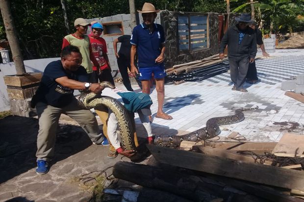 Usai Memangsa Kambing,...