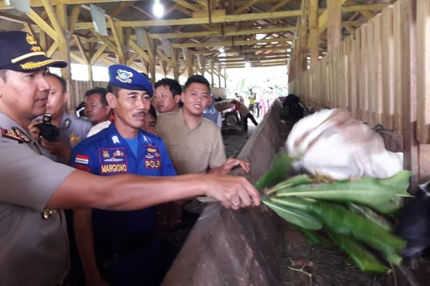 Budidaya Kambing Etawa,...