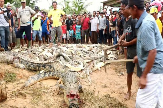 292 Ekor Buaya Dibantai...