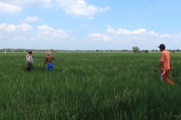 14.500 Hektare Sawah...