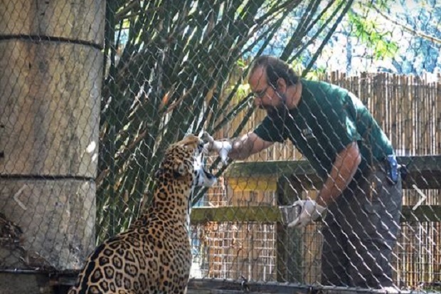 Jaguar di Bonbin New...