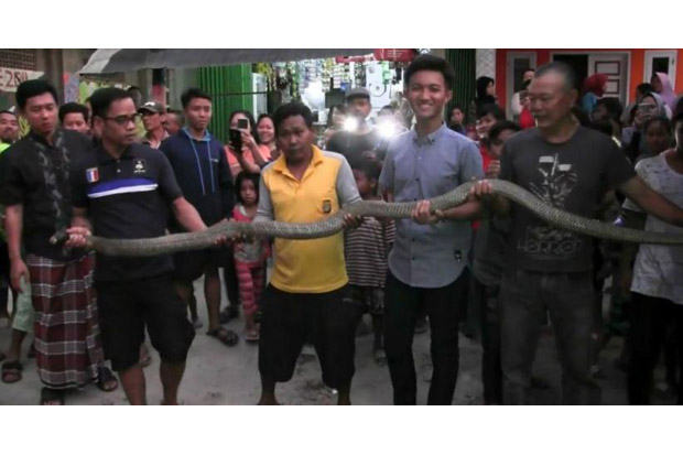 Ular King Cobra Sepanjang...