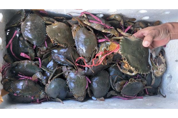 Cukong Kepiting Betina...