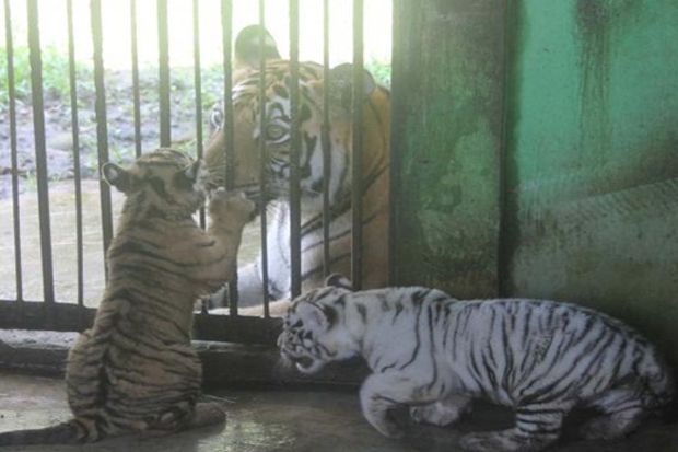 Dua Bayi Harimau Benggala...