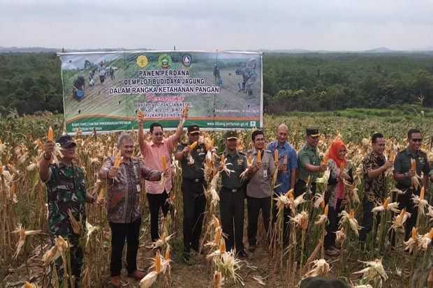 TNI AD Panen Jagung...