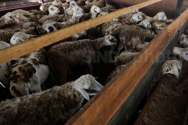 Saudi Kirim 17.000 Domba...