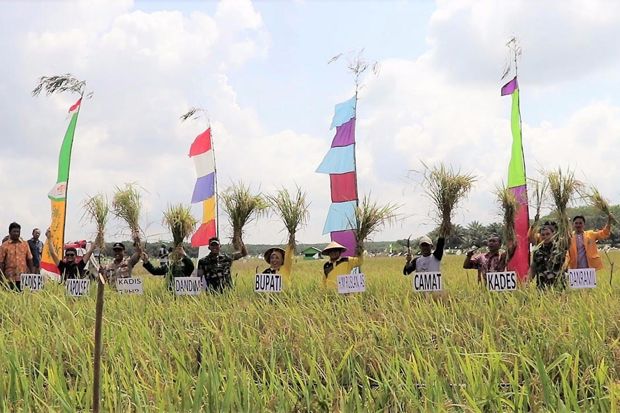Bupati Kobar Panen Raya...