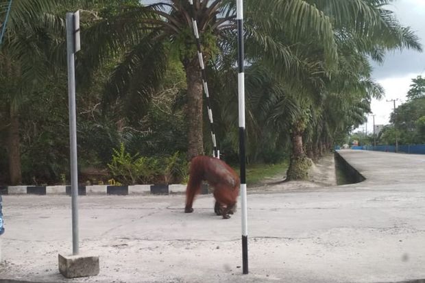 Orangutan Masuk Kawasan...