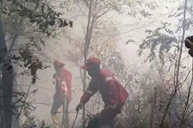 50 Hektare Hutan di...