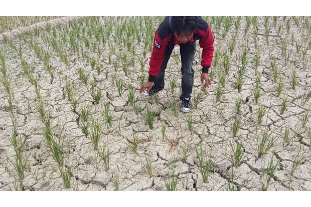Lahan Persawahan yang...