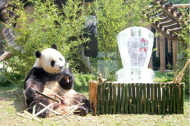Cai Tao Panda Raksasa...