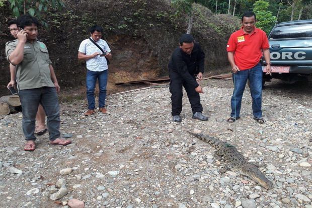 BKSDA Amankan Buaya...