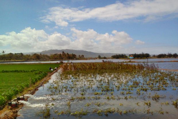 Terendam Air Laut, Petani...