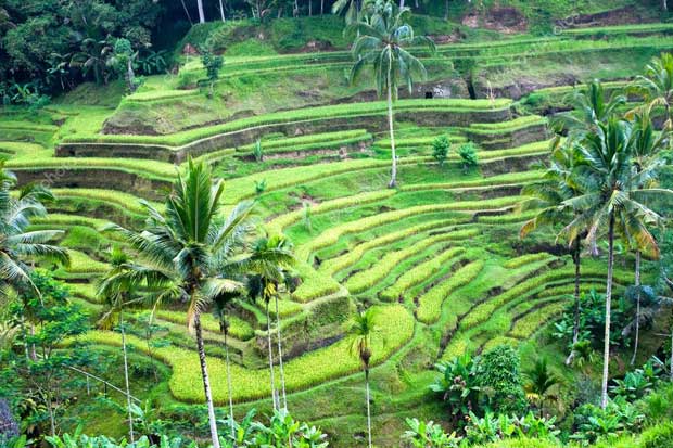Ubud Bali Dinobatkan...