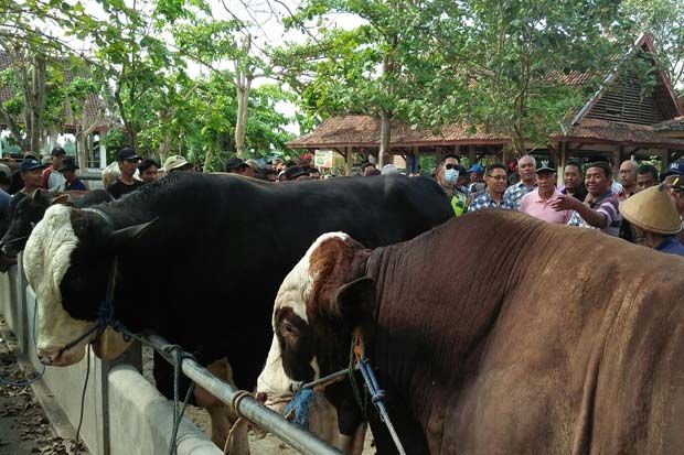 Punya Berat 1,1 Ton,...