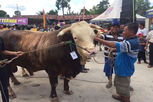 Kontes Sapi ‘Bahenol’...