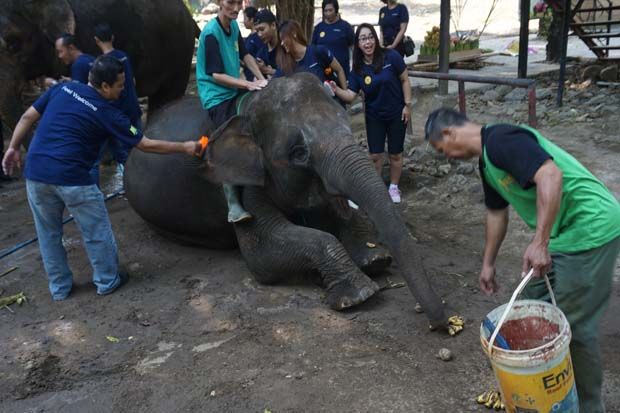 Gajah Jurug Dimandikan...
